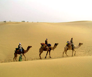 Camel Safari