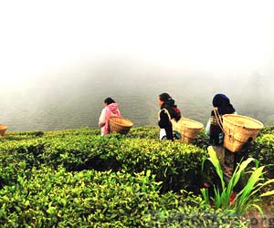 Darjeeling