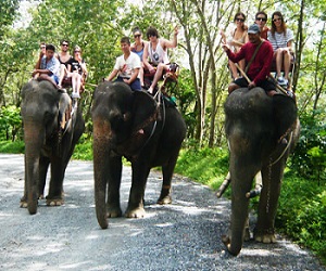 Elephant Safari