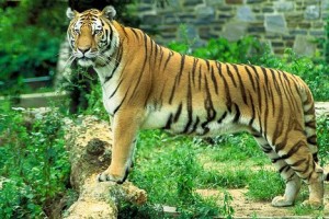 wildlife